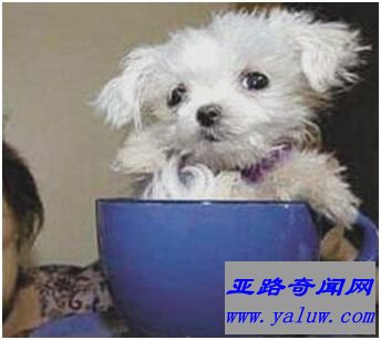 玛尔济斯犬斯库特尔