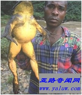 世界上最大的蛙——喀麦隆巨蛙