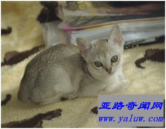 世界上最小的猫种——新加坡猫