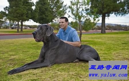 世界最高的狗——大乔治