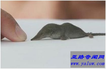 世界上最小的哺乳动物——鼩鼱