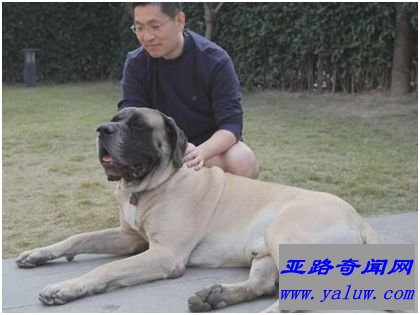 世界上最大的犬种——马士提夫犬