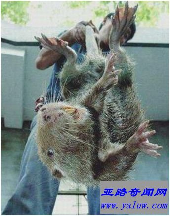 西安秦岭野生动物园的海狸鼠