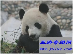 大熊猫“51克”