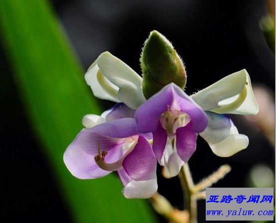 舞草开的花朵