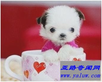 茶杯犬