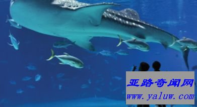 乔治亚水族馆