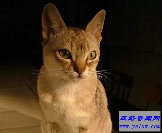 新加坡猫 4磅-7磅