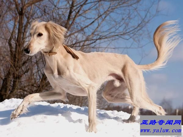 萨路基猎犬 (2500美元)