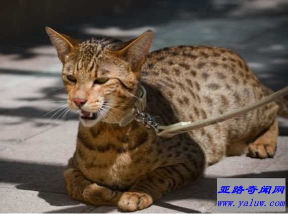 阿瑟拉猫