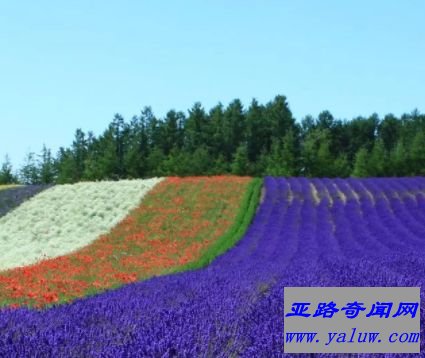 北海道花海