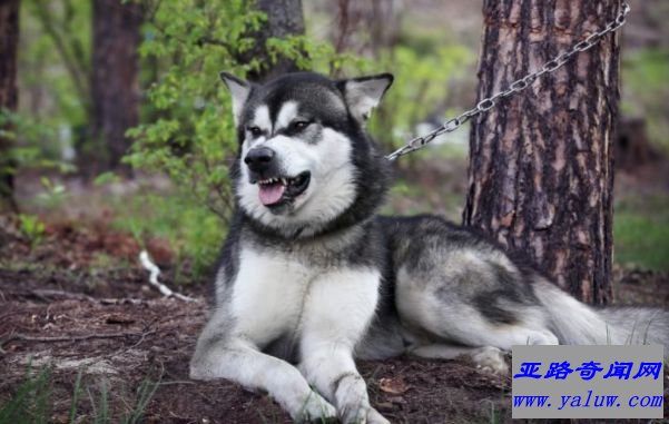 阿拉斯加雪橇犬