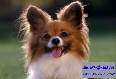 蝴蝶犬