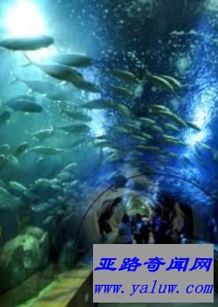 日本冲绳美之海水族馆