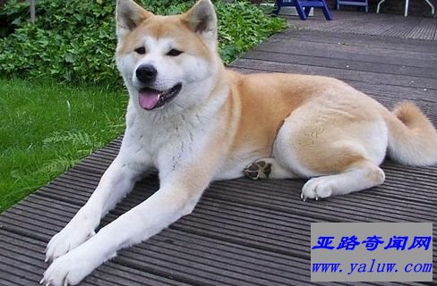 世界上最贵的狗之一秋田犬