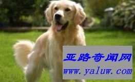 金毛寻回犬