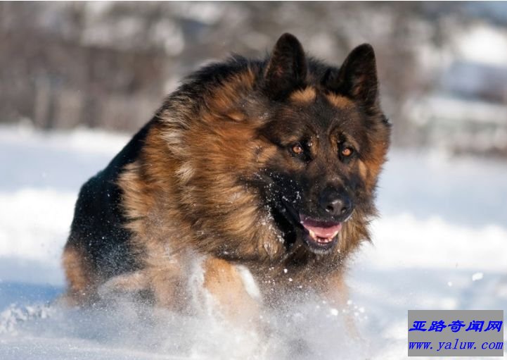 世界十大禁养猛犬之一：德国牧羊犬