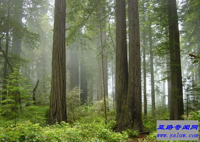 雷德伍德国家公园及州立公园