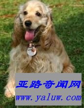 美国可卡猎犬