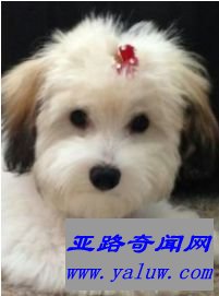 图利尔犬