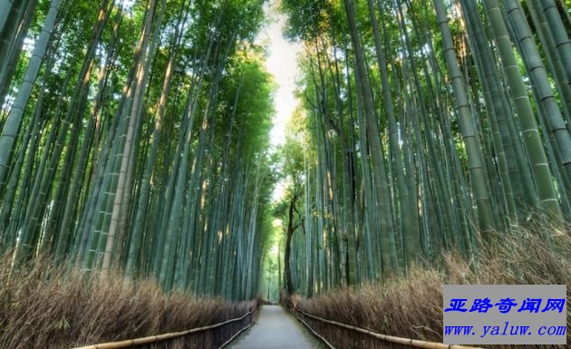 京都嵯峨野竹林