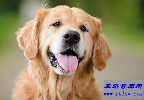 金毛寻回犬