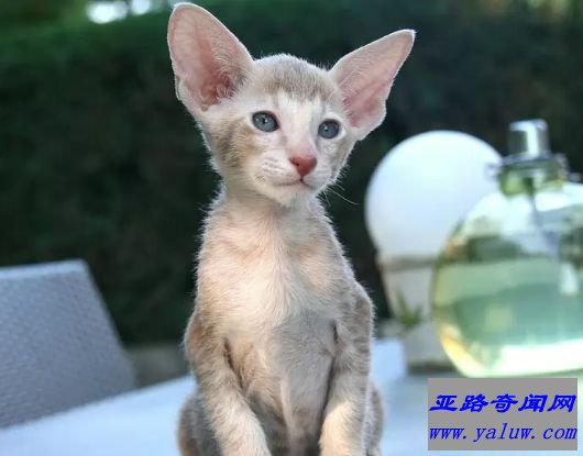 东方短毛猫 10磅