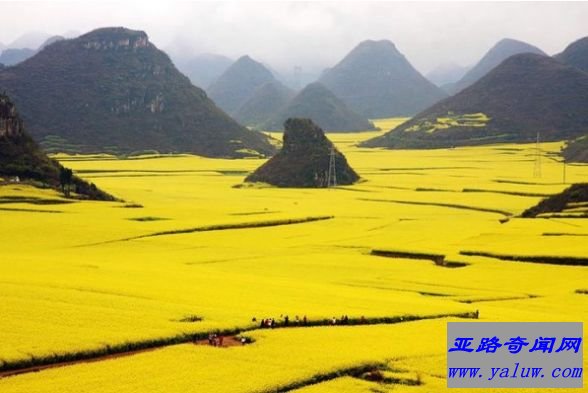 油菜花田，中国