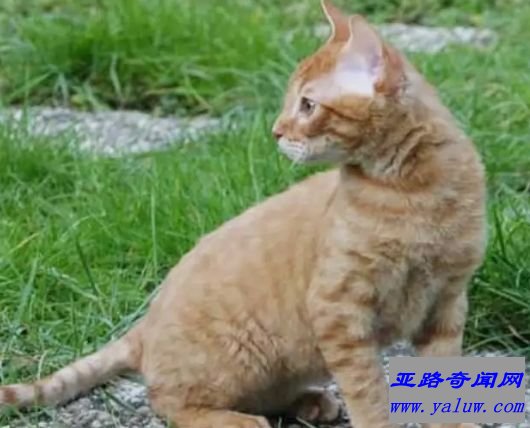 德国卷毛猫 6磅-8磅