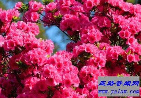 繁花似锦——杜鹃花