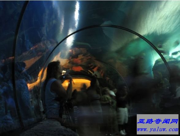 鲨鱼礁水族馆，曼德勒湾