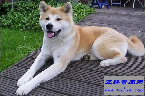 世界十大最贵名犬之一：秋田犬