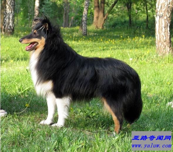 喜乐蒂牧羊犬