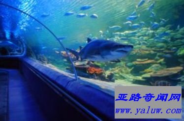 伊斯坦布尔水族馆