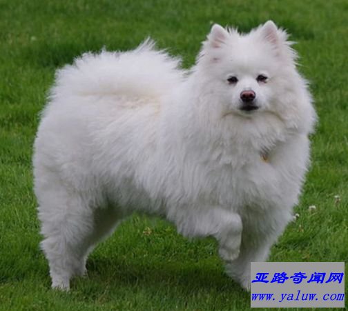 爱斯基摩犬