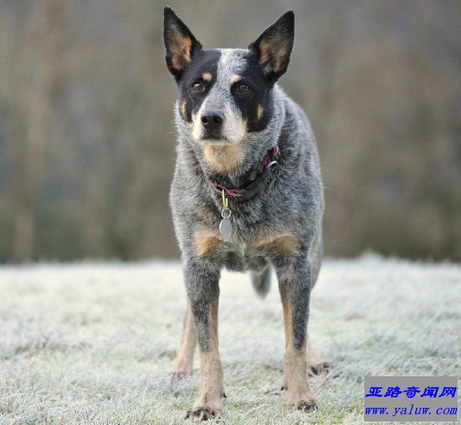 最聪明的狗澳大利亚牧牛犬