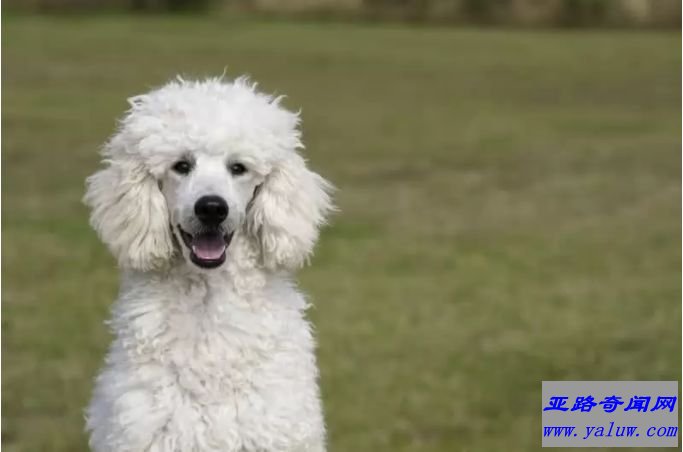 世界十大最容易训练的狗品种：贵宾犬