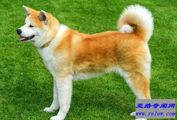 世界上最贵的狗排名：秋田犬（4000美元）