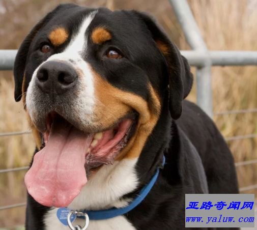 大瑞士山地犬