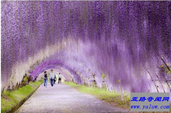 日本紫藤花隧道