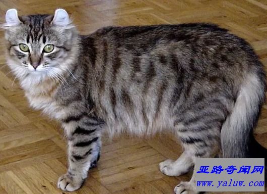 美国卷耳猫 7磅-10磅