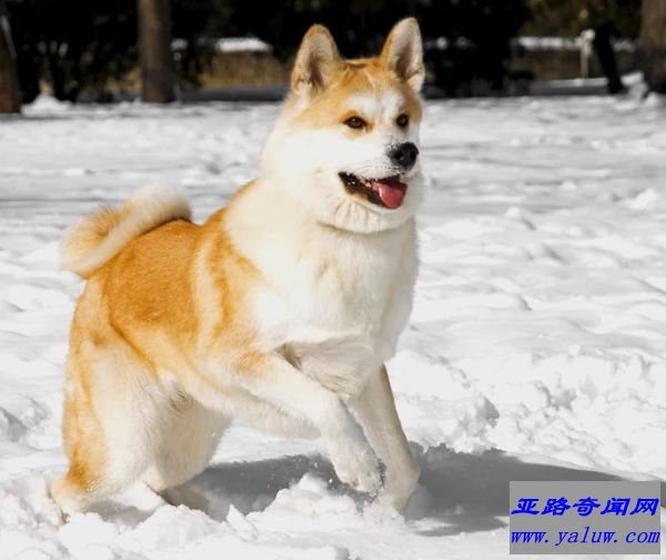 秋田犬 (1500美元至4500美元)