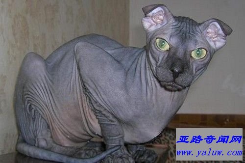 乌克兰勒夫科伊猫