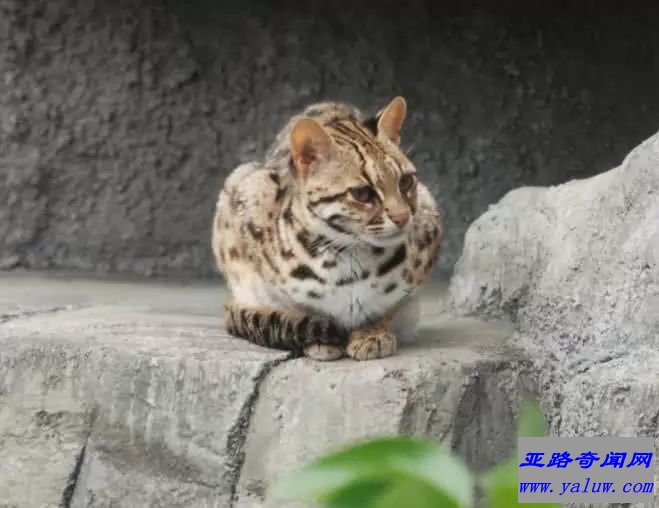 世界十大知名的野猫排行榜：山猫