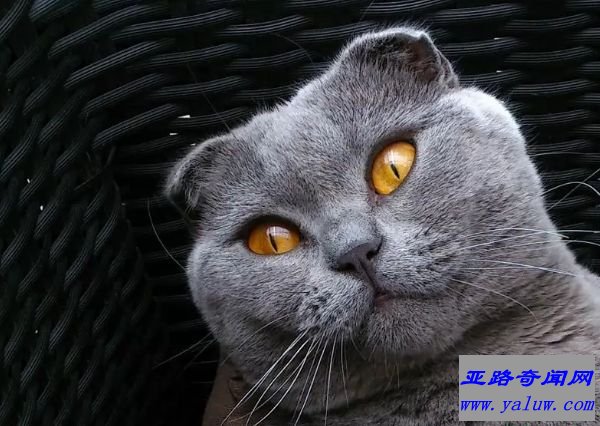 苏格兰折耳猫