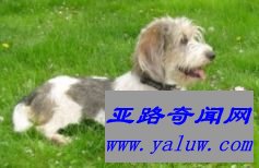 迷你贝吉格里芬凡丁犬