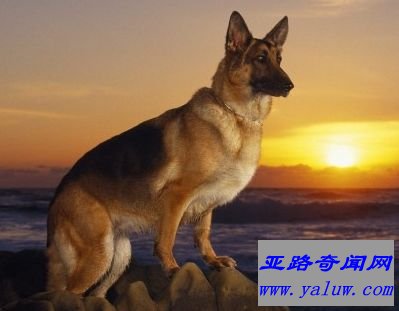 德国牧羊犬