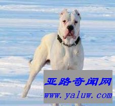 阿根廷杜高犬