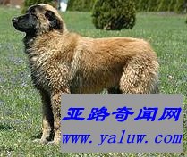 埃什特雷拉山犬