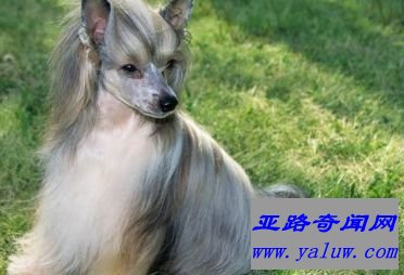 中国冠毛犬